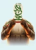 پویش 